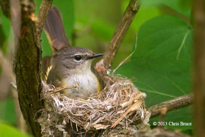 American Redstart (female) on Nest