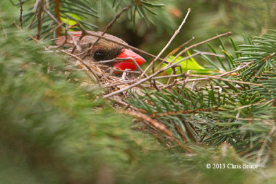 Northern Cardinal (female) on Nest