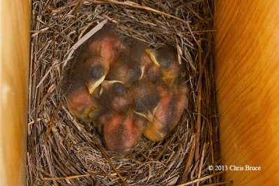 Eastern Bluebird Nestlings