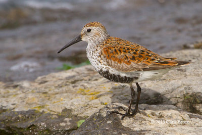 Dunlin (breeding plumage)