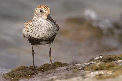 Dunlin (breeding plumage)