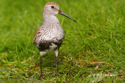 Dunlin (breeding plumage)
