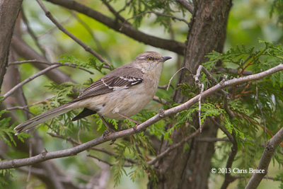 Northern Mockingbird