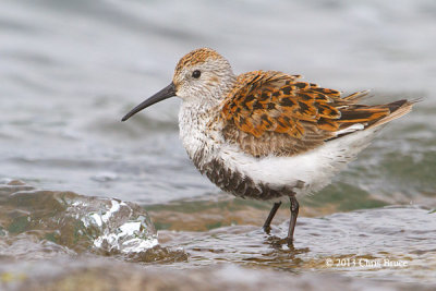 Dunlin (breeding plumage)