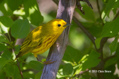 Yellow Warbler