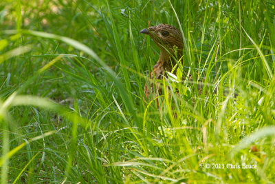 Ruffed Grouse