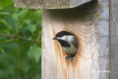 At The Nest Box