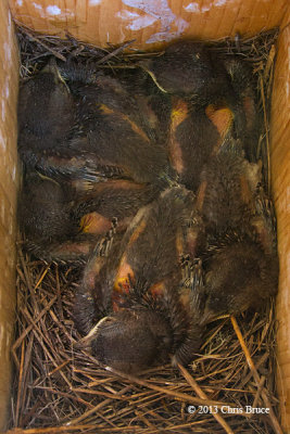 Eastern Bluebird Nestlings