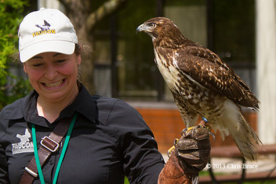 Gatineau Park Bird of Prey Show