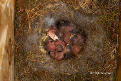 Black-capped Chickadee Nestlings