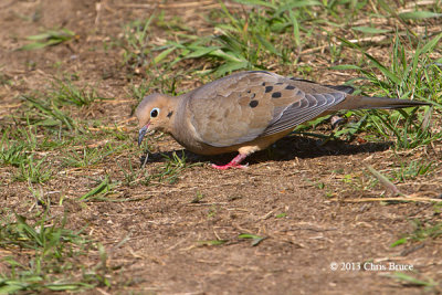 Mourning Dove