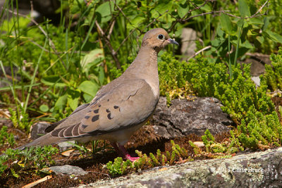 Mourning Dove