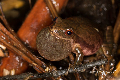 Spring Peeper