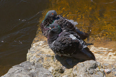 Rock Doves