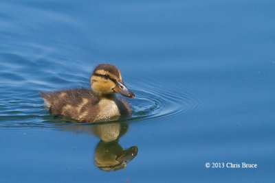 Mallard Duckling