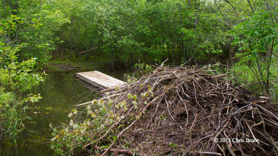 Blocked Trail