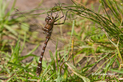 Stream Cruiser (Didymops transversa)