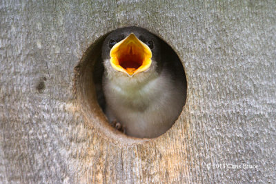 Tree Swallow Nestling