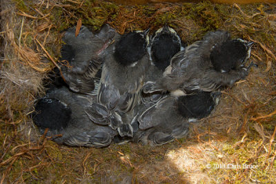 Black-capped Chickadee Nestlings