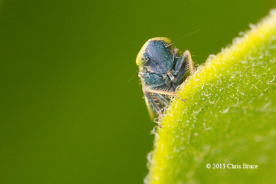 Leafhopper (Oncopsis sp.)