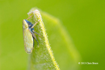 Bugs (Hemiptera)
