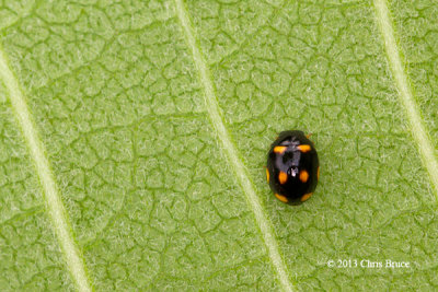 Lady Beetle (Brachiacantha sp.)