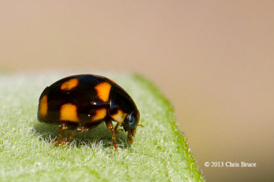 Lady Beetle (Brachiacantha sp.)