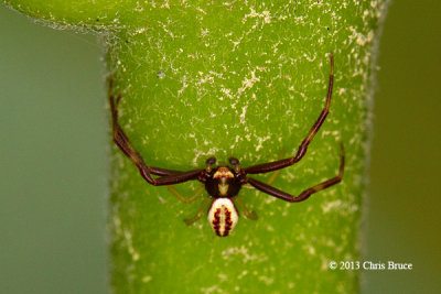 Orb-weaver Spider (male)