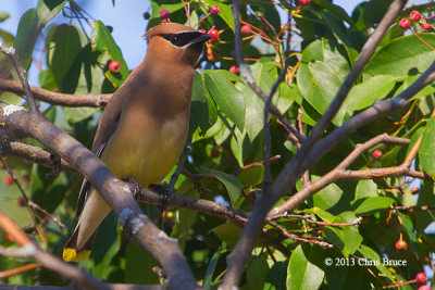 Cedar Waxwing