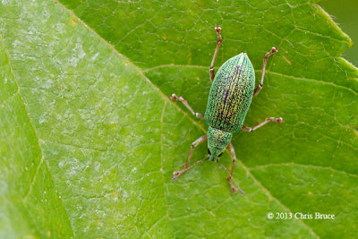 Pale Green Weevil (Polydrusus impressifons)