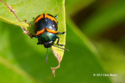 Milkweed Leaf Beetle (Labidomera clivicollis)