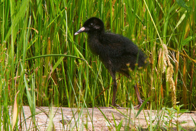 Virginia Rail Chick