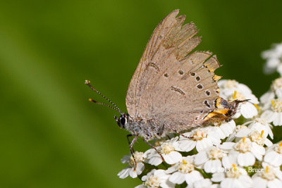 Acadian Hairstreak (Satyrium acadica)