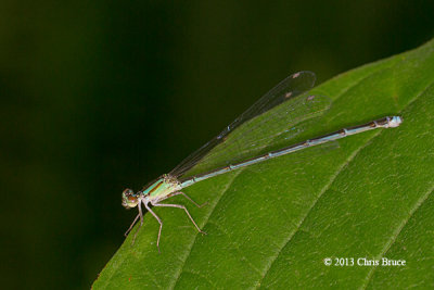 Vesper Bluet female (Enallagma vesperum)