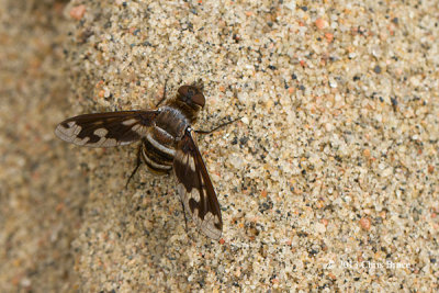 Bee Fly (Exoprosopa sp.)