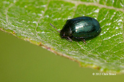 Willow Leaf Beetle (Plagiodera versicolora)