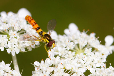 Flower Fly (Sphaerophoria sp.)