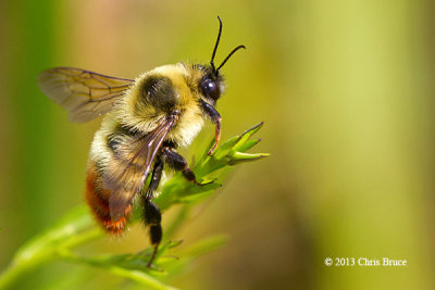 Red-belted Bumblebee (Bombus rufocinctus)