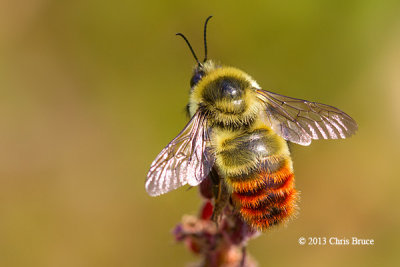 Red-belted Bumblebee (Bombus rufocinctus)