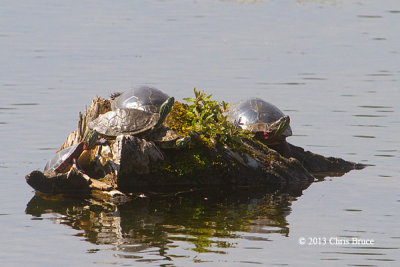Northern Map Turtle & Friends