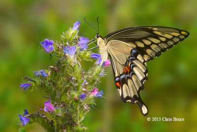 Giant Swallowtail (Papilio cresphontes) 