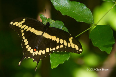 Giant Swallowtail (Papilio cresphontes) 