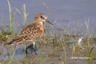 Baird's Sandpiper