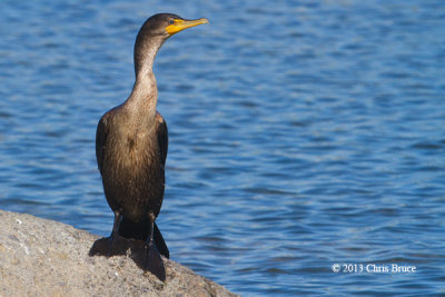 Double-crested Cormorant