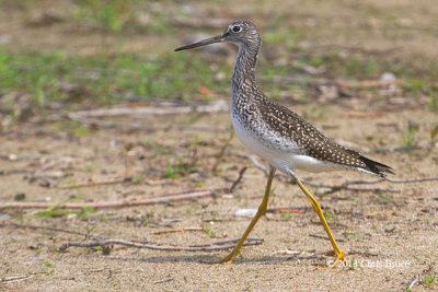 Greater Yellowlegs