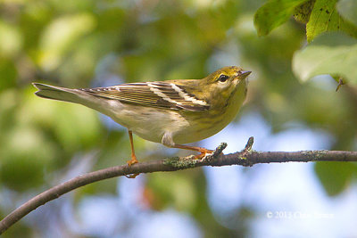 Blackpoll Warbler (fall)