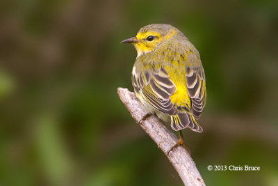 Cape May Warbler (fall)