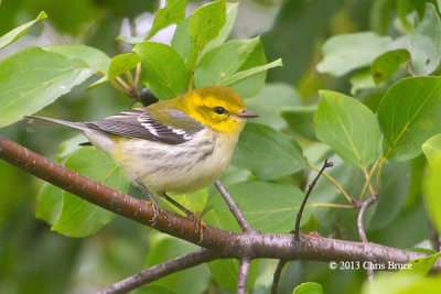 Black-throated Green Warbler (fall)