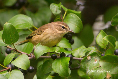 Palm Warbler (fall)