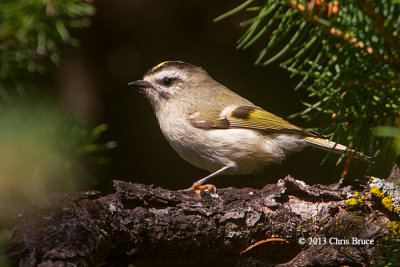 Golden-crowned Kinglet